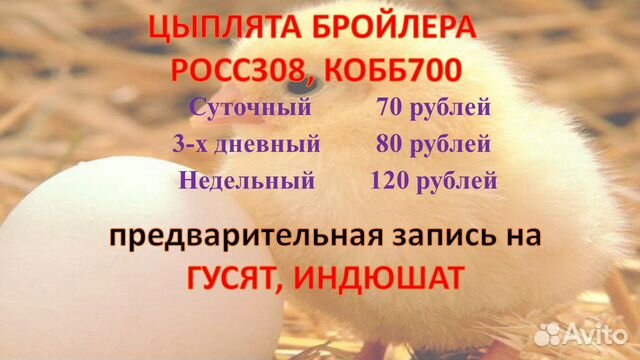 Цыплята бройлеры Росс308,Кобб700