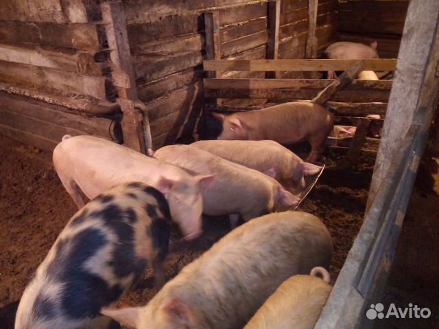 Свиноматки, поросята, мясо купить на Зозу.ру - фотография № 2