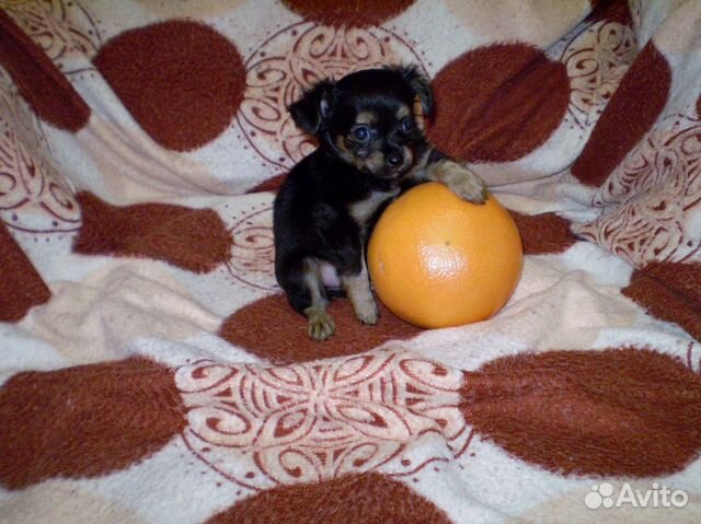 Тойчики-девочки