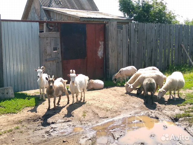 Бараны овцы козы купить на Зозу.ру - фотография № 4