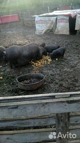 Свиноматки покрытые, поросята 3 мес Свиноматки покрытые, поросята 3 мес