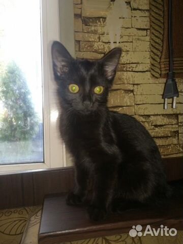 Чёрная кошка купить на Зозу.ру - фотография № 2