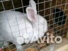 Кролики серебро купить на Зозу.ру - фотография № 4