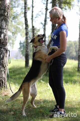 Собака зубастик Мия в дар в добрые руки купить на Зозу.ру - фотография № 4