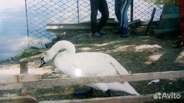 Лебедь, каюга карликовая изумрудная,кряква купить на Зозу.ру - фотография № 4