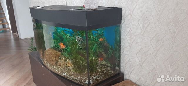 Аквариум на 500 литров с рыбками купить на Зозу.ру - фотография № 1