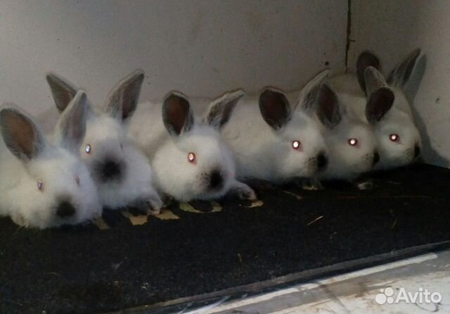 Кролики калифорния купить на Зозу.ру - фотография № 1