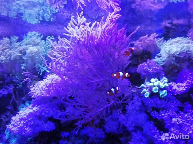 Морские живые кораллы купить на Зозу.ру - фотография № 1