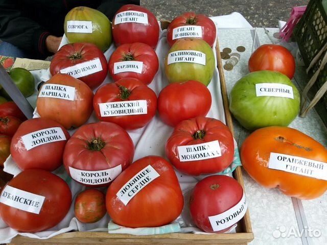 Семена помидор купить в Челябинске | Товары для дома и дачи | Авито