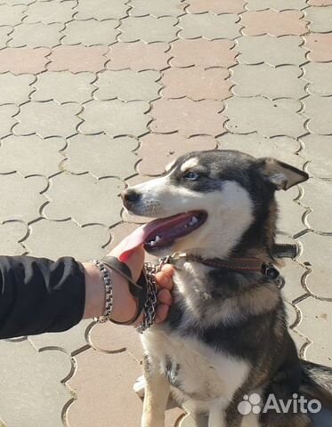 Собака Хаски девочка купить на Зозу.ру - фотография № 2