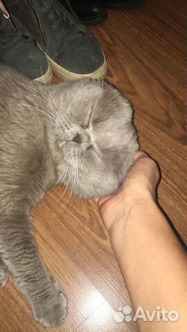 Вязка с котом