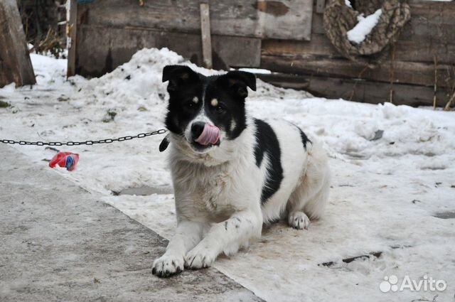 Собака для охраны частного дома купить на Зозу.ру - фотография № 2