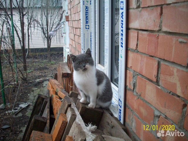 Котенок сиамский купить на Зозу.ру - фотография № 2