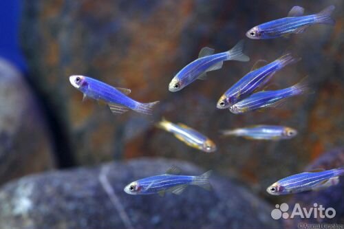 Рыбки цветные Данио и водорослиеды полезные рыбки купить на Зозу.ру - фотография № 4