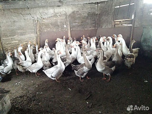 Петушки на мясо купить на Зозу.ру - фотография № 9