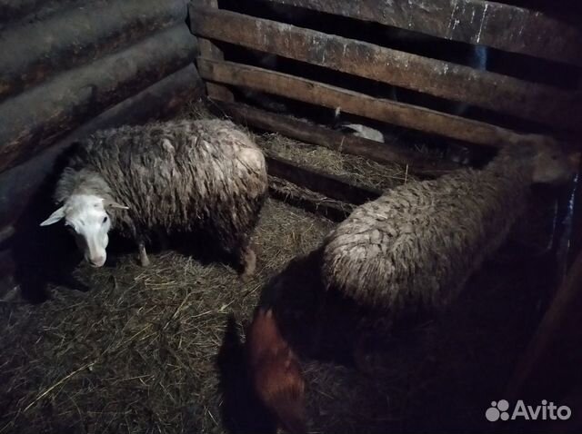 Молодые овцы на разведение купить на Зозу.ру - фотография № 3