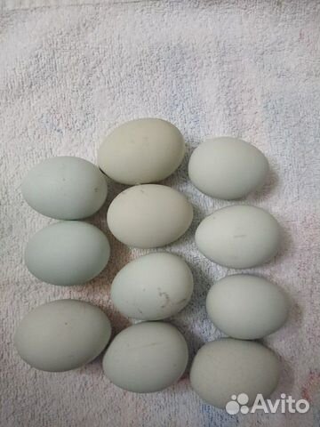 Домашние диривенское инкубационное яйцо купить на Зозу.ру - фотография № 4