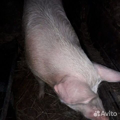 Свинья 11 месяцев купить на Зозу.ру - фотография № 2