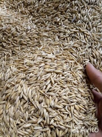 Ячмень пшеница купить на Зозу.ру - фотография № 4