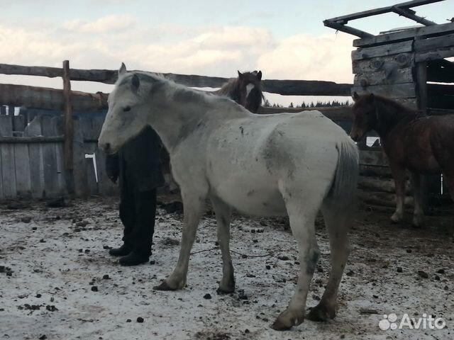 Лошадь, кобыла купить на Зозу.ру - фотография № 1