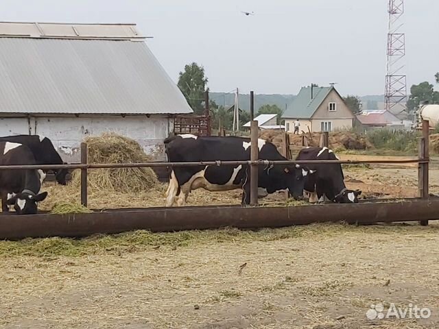 Коровы, нетеля, телки купить на Зозу.ру - фотография № 7