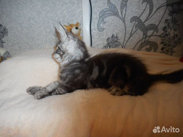 Крупные котята купить на Зозу.ру - фотография № 2