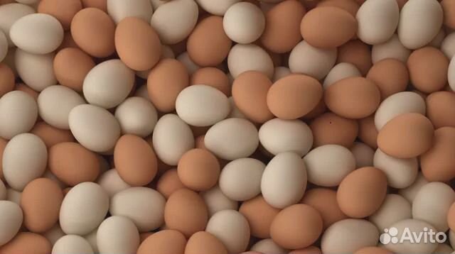 Инкубационное яйцо породистые кур и перепелов купить на Зозу.ру - фотография № 1