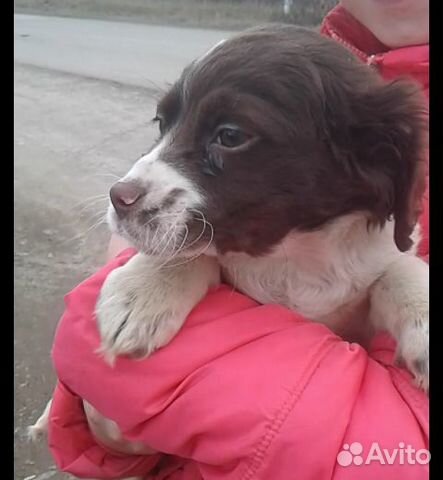 Продаётся щенок "девочка" порода спаниель продам з купить на Зозу.ру - фотография № 3