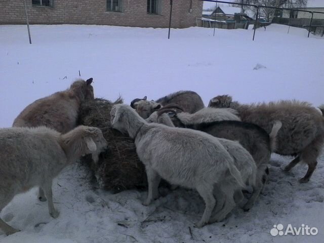 Два козла и пять коз купить на Зозу.ру - фотография № 2