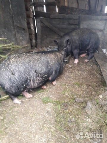 Вьетнамские свинки купить на Зозу.ру - фотография № 1