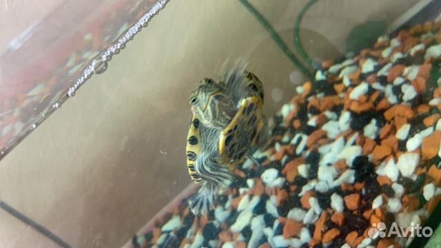 2 маленькие красноухие черепахи + аквариум купить на Зозу.ру - фотография № 3