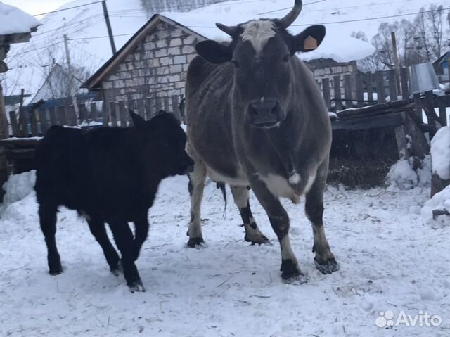 Корова с телёнком(бычок) купить на Зозу.ру - фотография № 2