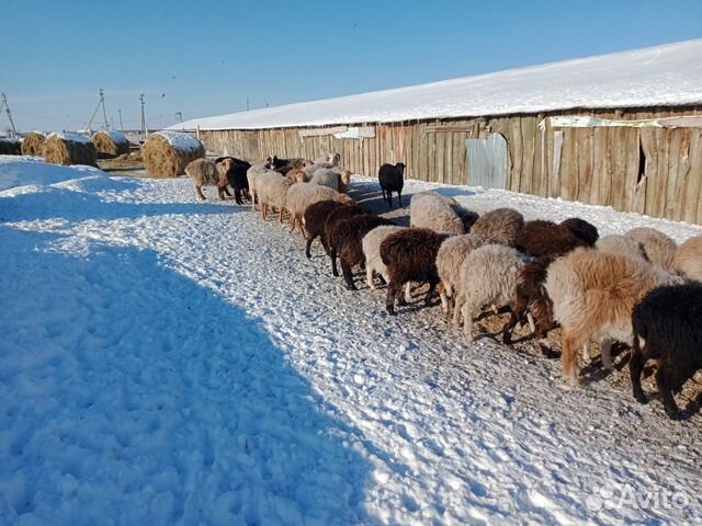 Овцы с ягнятами купить на Зозу.ру - фотография № 6