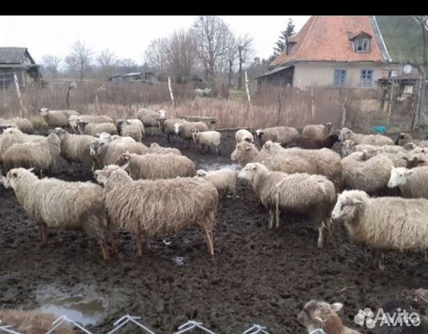 Стадо овцы купить на Зозу.ру - фотография № 1