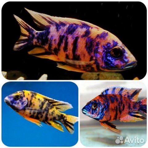 Аулонокара мультиколор (многоцветная). Аквариум