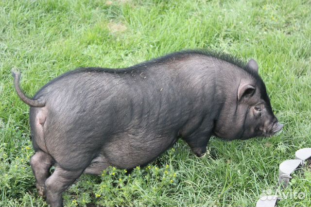 Продам вьетнамских свинок купить на Зозу.ру - фотография № 1