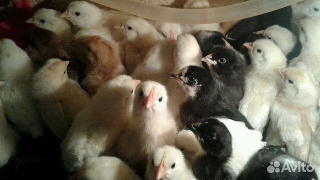 Цыплята недельные от своих кур купить на Зозу.ру - фотография № 1
