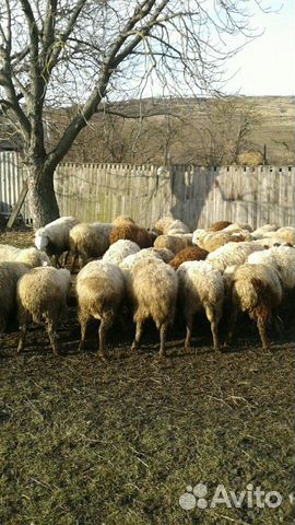 Овцематки на мясо купить на Зозу.ру - фотография № 1