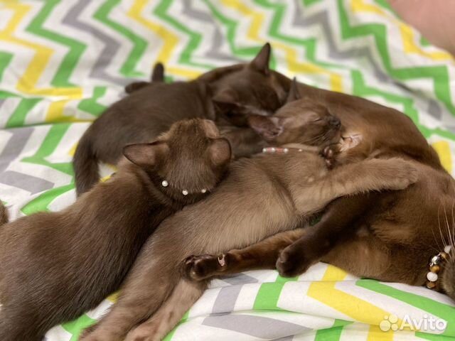 Бурманский Котенок Бурманский Котенок