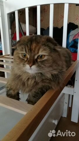 Кошка Шотландская вислоухая Кошка Шотландская вислоухая