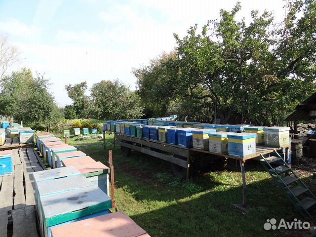 Продажа пчелопакетов купить на Зозу.ру - фотография № 2