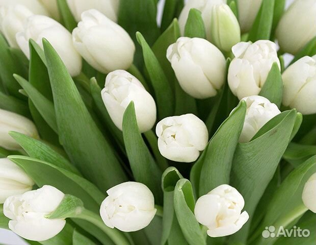 Тюльпаны оптом нa 6 мaрта Тюльпаны оптом нa 6 мaрта
