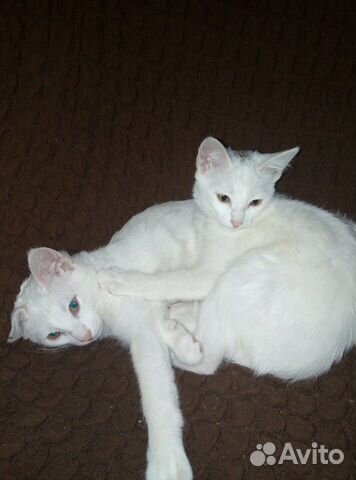 Котята красивые белые краткошерстные купить на Зозу.ру - фотография № 3