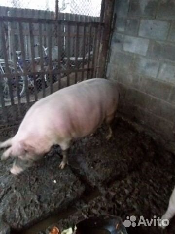 Продаётся супоросная свинья, породы Ландрас купить на Зозу.ру - фотография № 1
