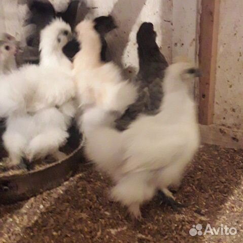 Куры, утки, цыплята купить на Зозу.ру - фотография № 2
