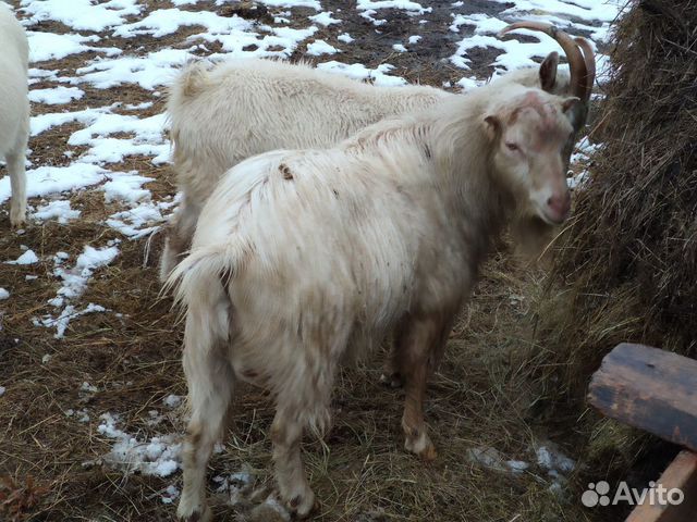 Козлы,козы купить на Зозу.ру - фотография № 4