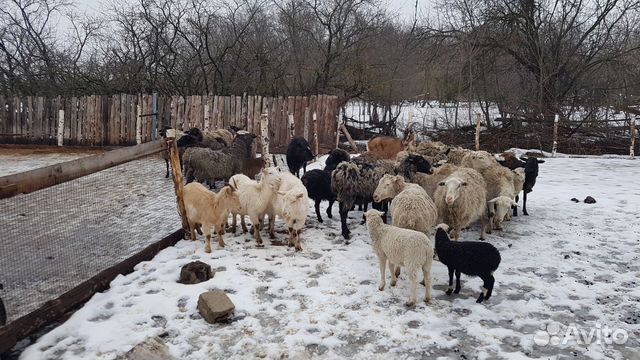 Продам.Бараны,Овцы,телята,ягнята купить на Зозу.ру - фотография № 2