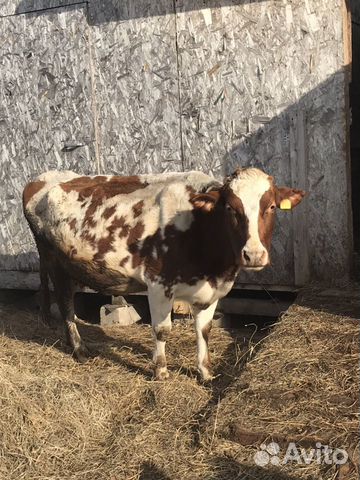 Продаётся корова Айширской породы купить на Зозу.ру - фотография № 2