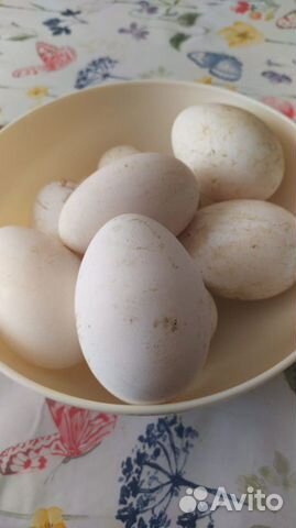 Продаются гуси и гусиные яйца для инкубатора купить на Зозу.ру - фотография № 1