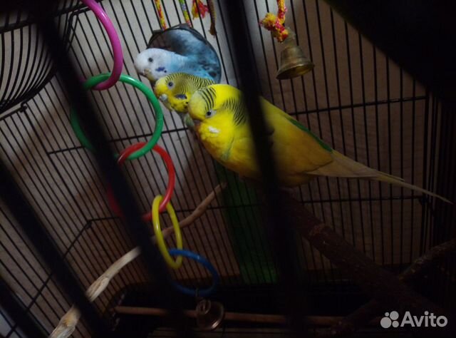 3 попугая. Жёлтый (самец, Гера ), голубой (самка купить на Зозу.ру - фотография № 1